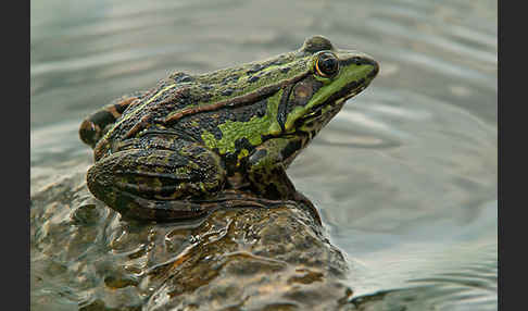 Seefrosch (Pelophylax ridibundus)