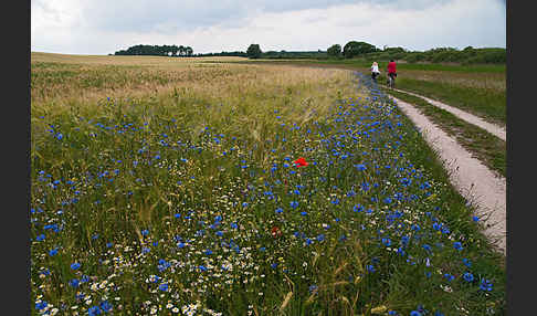 Kornblume (Centaurea cyanus)