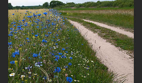 Kornblume (Centaurea cyanus)