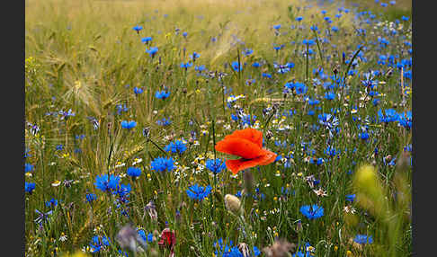 Kornblume (Centaurea cyanus)