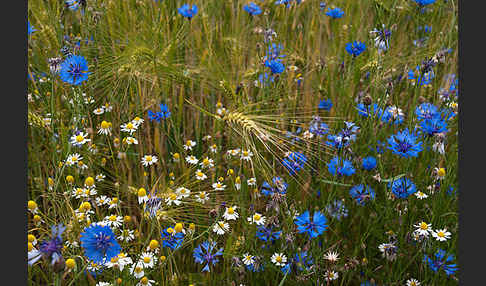 Kornblume (Centaurea cyanus)