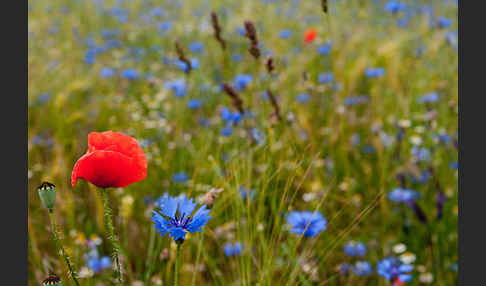 Kornblume (Centaurea cyanus)