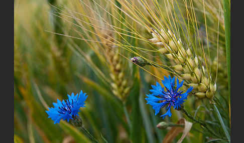 Kornblume (Centaurea cyanus)
