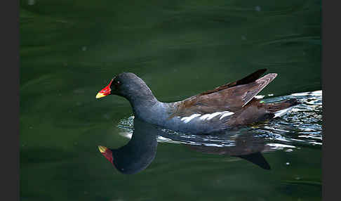 Teichralle (Gallinula chloropus)