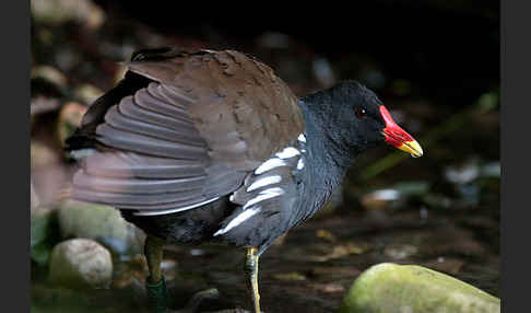 Teichralle (Gallinula chloropus)