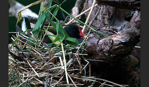 Teichralle (Gallinula chloropus)