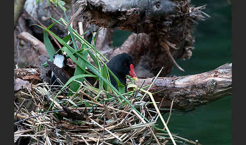 Teichralle (Gallinula chloropus)