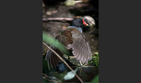 Teichralle (Gallinula chloropus)