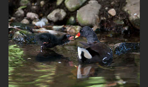 Teichralle (Gallinula chloropus)