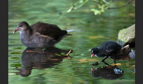 Teichralle (Gallinula chloropus)