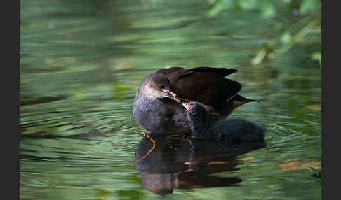 Teichralle (Gallinula chloropus)