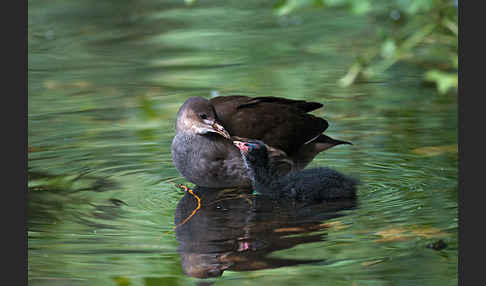 Teichralle (Gallinula chloropus)