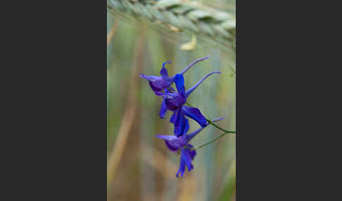 Feld-Rittersporn (Consolida regalis)