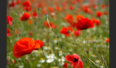 Klatsch-Mohn (Papaver rhoeas)