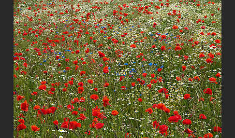 Klatsch-Mohn (Papaver rhoeas)