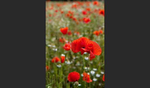 Klatsch-Mohn (Papaver rhoeas)