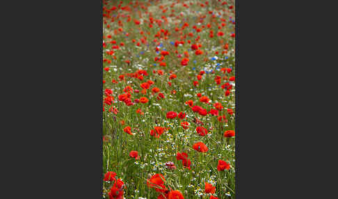 Klatsch-Mohn (Papaver rhoeas)