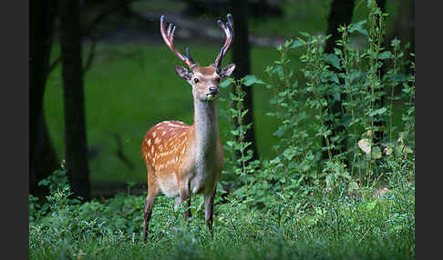 Sikahirsch (Cervus nippon)