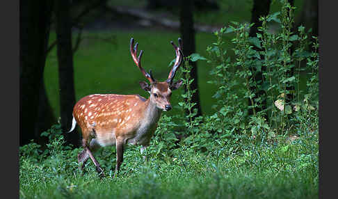 Sikahirsch (Cervus nippon)