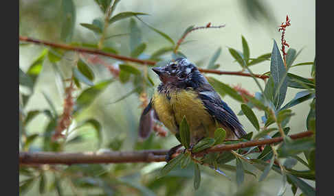 Blaumeise (Parus caeruleus)