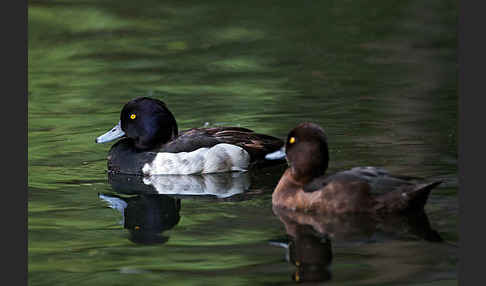 Reiherente (Aythya fuligula)