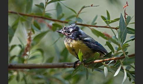 Blaumeise (Parus caeruleus)