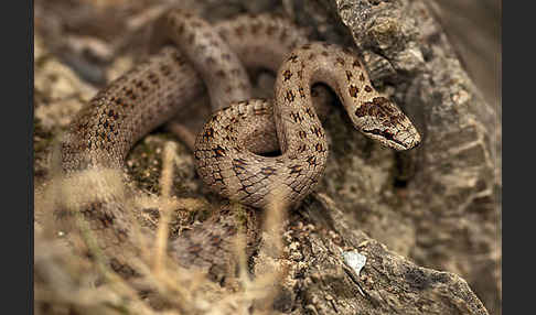 Schlingnatter (Coronella austriaca)