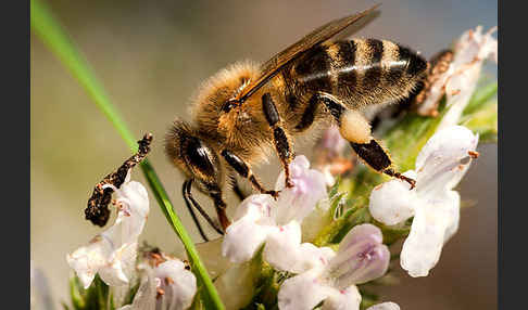 Westliche Honigbiene (Apis mellifera)