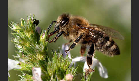 Westliche Honigbiene (Apis mellifera)