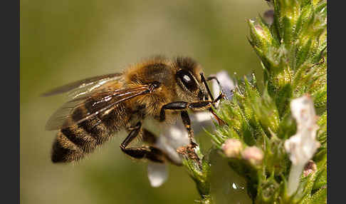 Westliche Honigbiene (Apis mellifera)