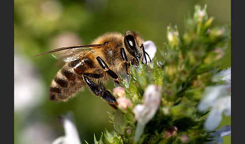 Westliche Honigbiene (Apis mellifera)