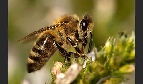 Westliche Honigbiene (Apis mellifera)