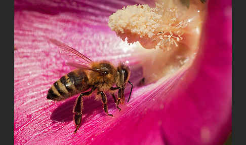 Westliche Honigbiene (Apis mellifera)