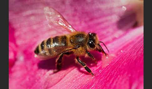 Westliche Honigbiene (Apis mellifera)