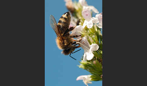 Westliche Honigbiene (Apis mellifera)