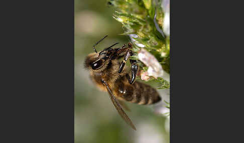 Westliche Honigbiene (Apis mellifera)