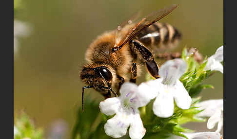 Westliche Honigbiene (Apis mellifera)