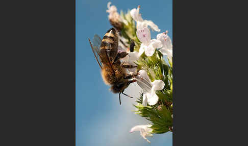 Westliche Honigbiene (Apis mellifera)