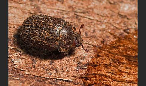 Schwarzbrauner Kurzschröter (Aesalus scarabaeoides)