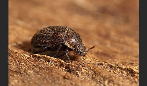 Schwarzbrauner Kurzschröter (Aesalus scarabaeoides)