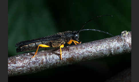 Haselbock (Oberea linearis)