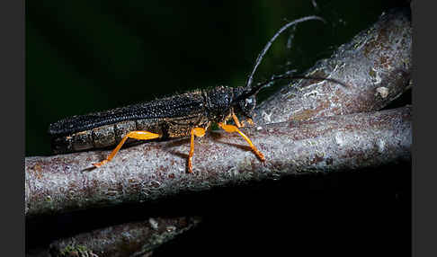 Haselbock (Oberea linearis)