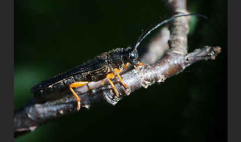 Haselbock (Oberea linearis)