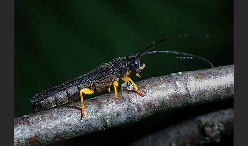 Haselbock (Oberea linearis)