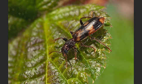 Schöner Buntkäfer (Opilo mollis)