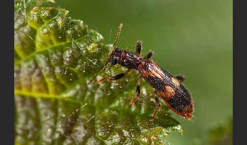 Schöner Buntkäfer (Opilo mollis)