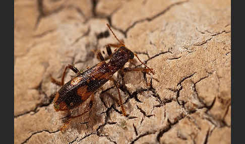 Schöner Buntkäfer (Opilo mollis)