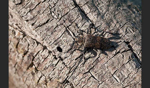 Lindenbock (Oplosia fennica)