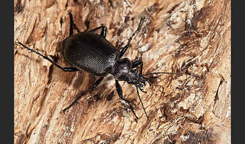 Kleiner Puppenräuber (Calosoma inquisitor)