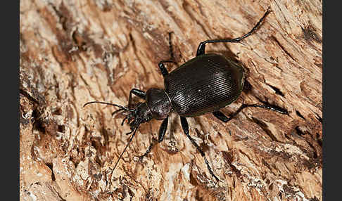 Kleiner Puppenräuber (Calosoma inquisitor)